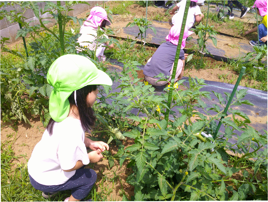 園庭の畑でトマトを観察する園児たち